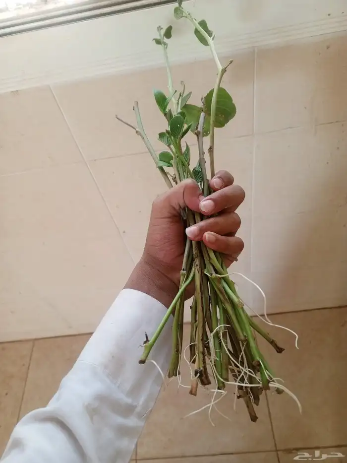 ظلف الماعز 3
