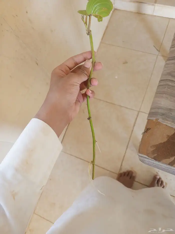 ظلف الماعز 2
