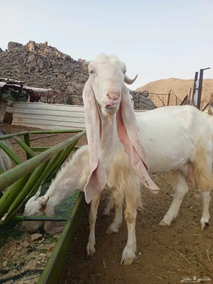 عنز حجازية 3