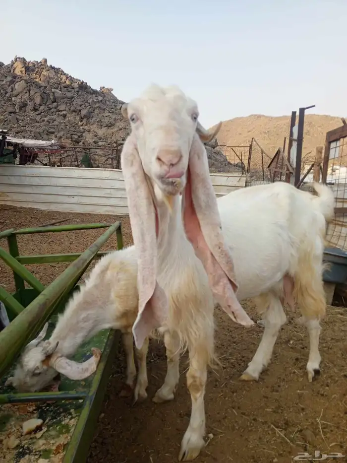 عنز حجازية 0