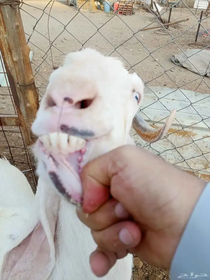 عنز حجازية 2