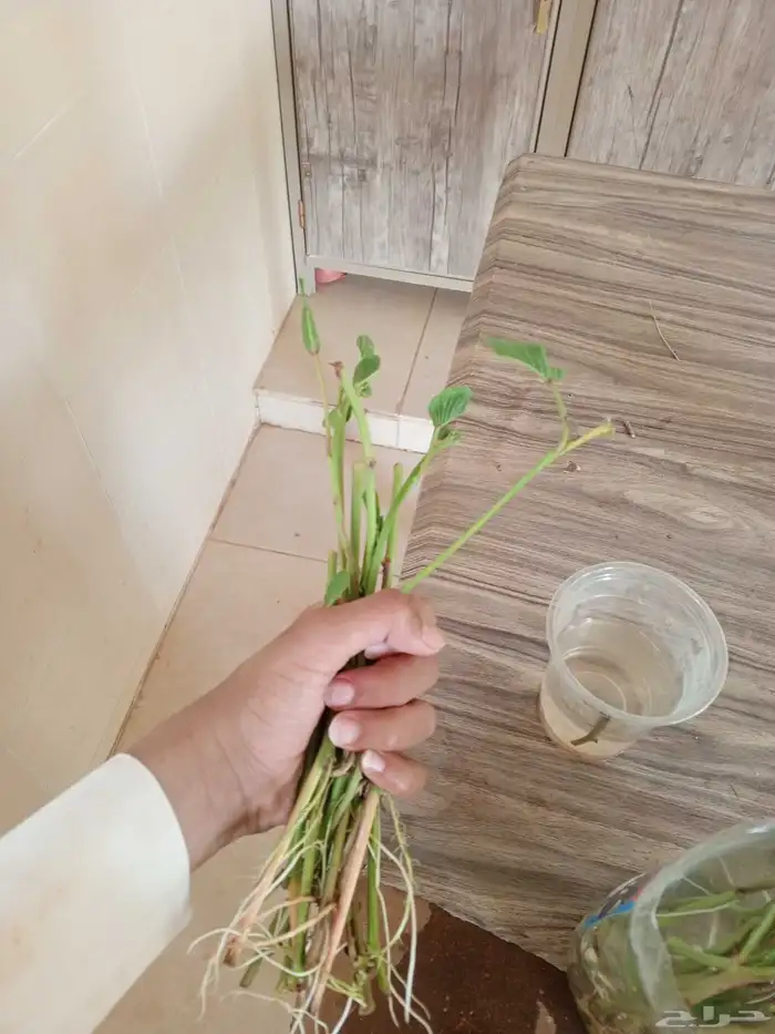 ظلف الماعز 0