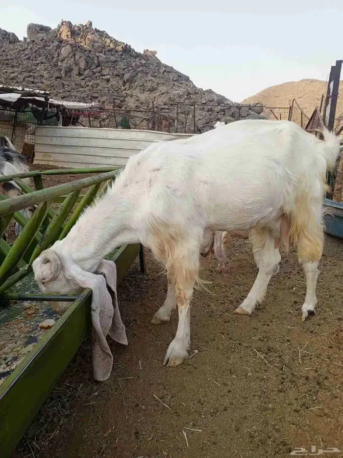 عنز حجازية 1