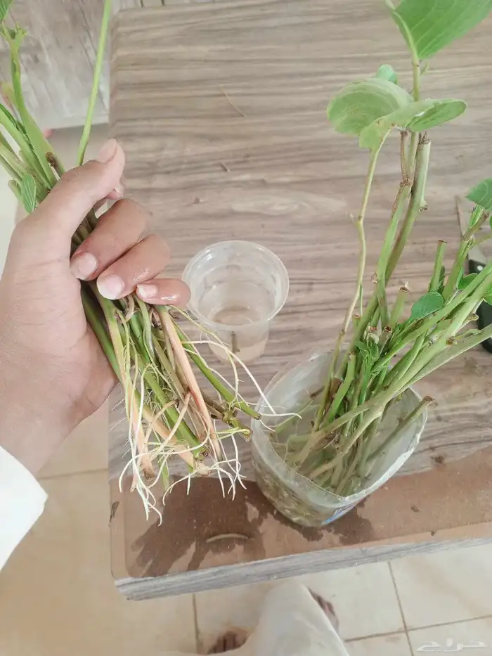 ظلف الماعز 1