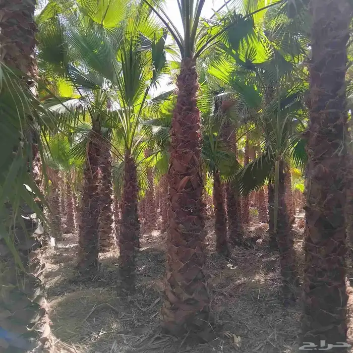 يوجد لدينا نخيل عربي وشنطونيا.امركي زينه 4