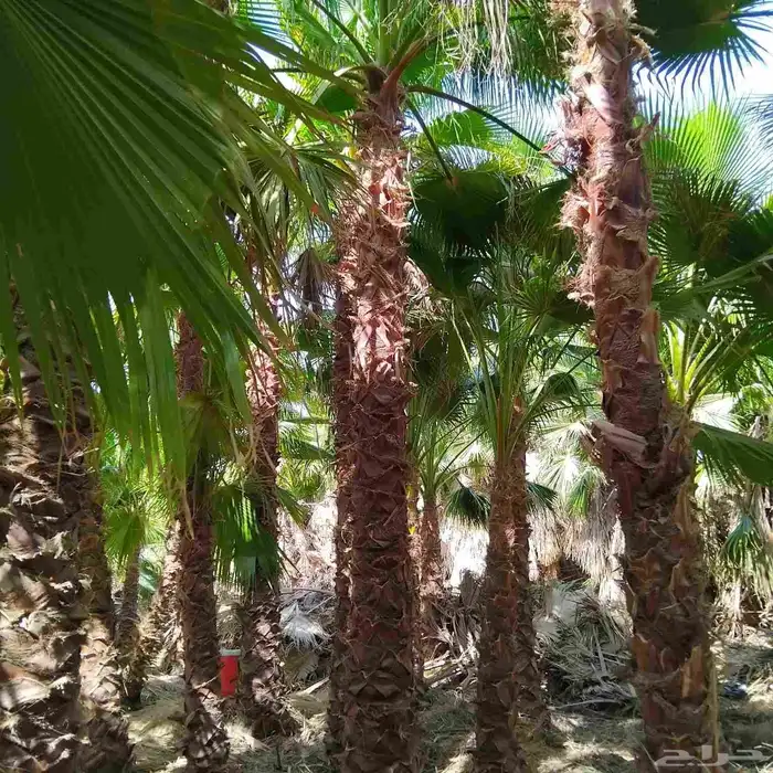 يوجد لدينا نخيل عربي وشنطونيا.امركي زينه 1