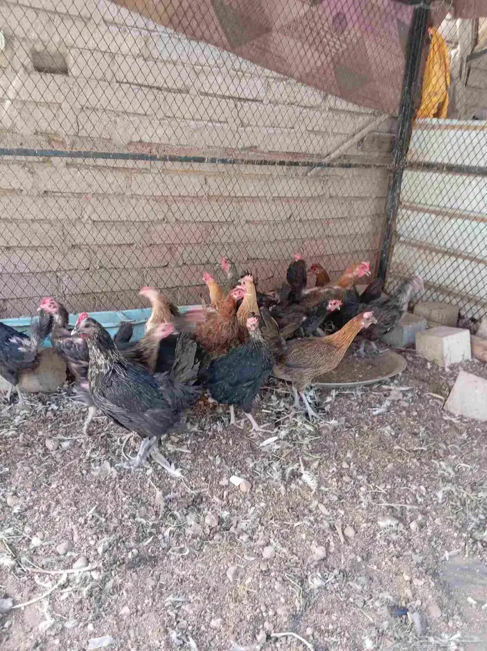دجاج عربي 6