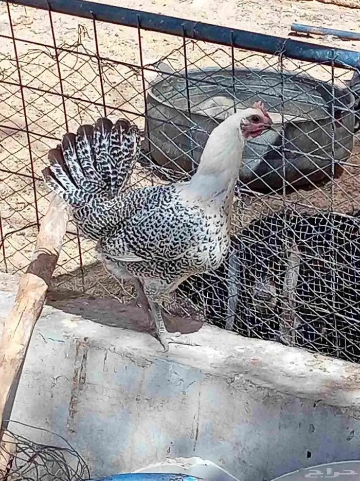 دجاج عربي 8