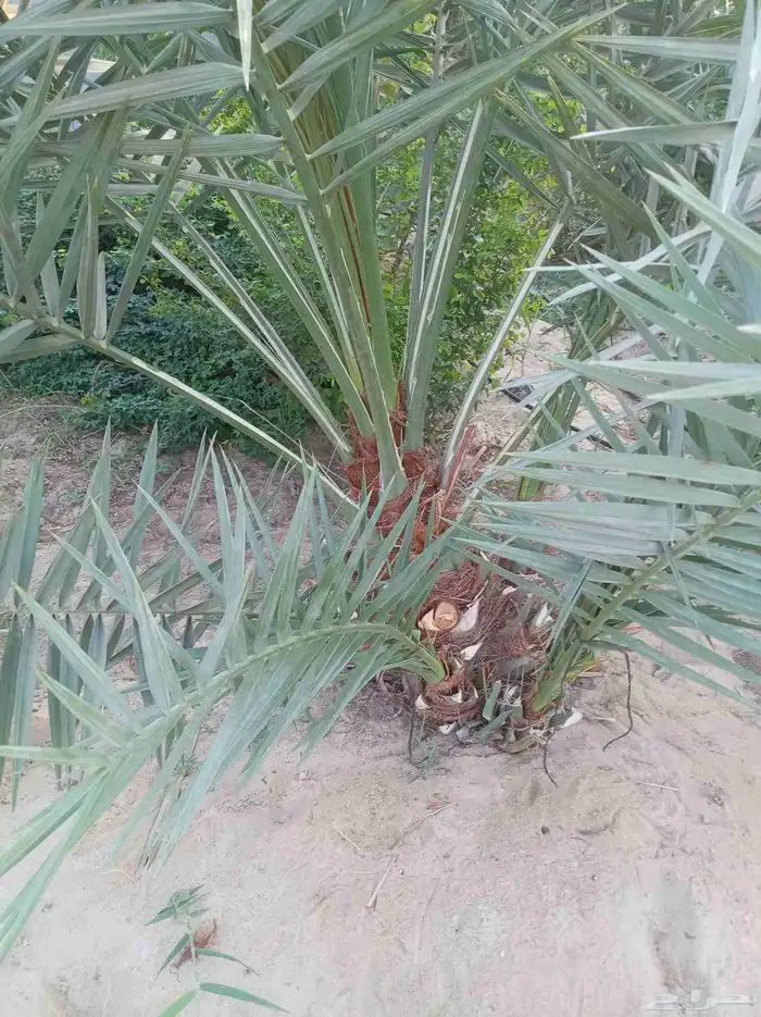 التعديل جميع أنواع النخيل والأشجار وتنسيق الحدائق الزراعية 1