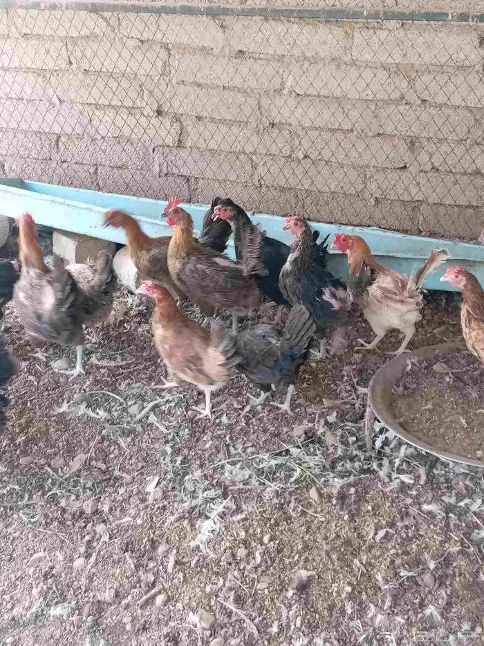 دجاج عربي 4