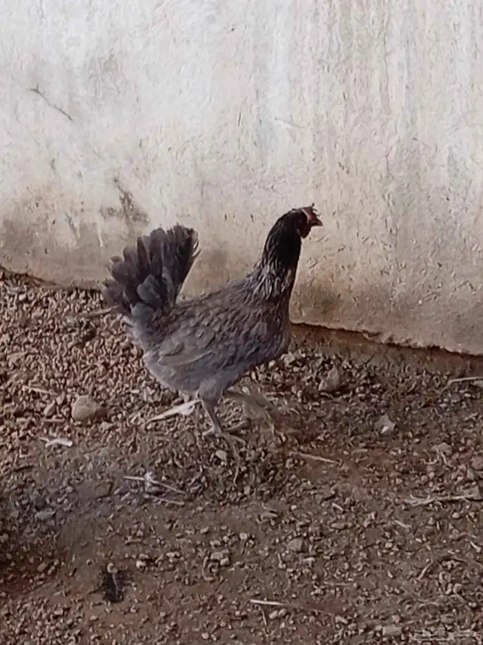 دجاج عربي 7