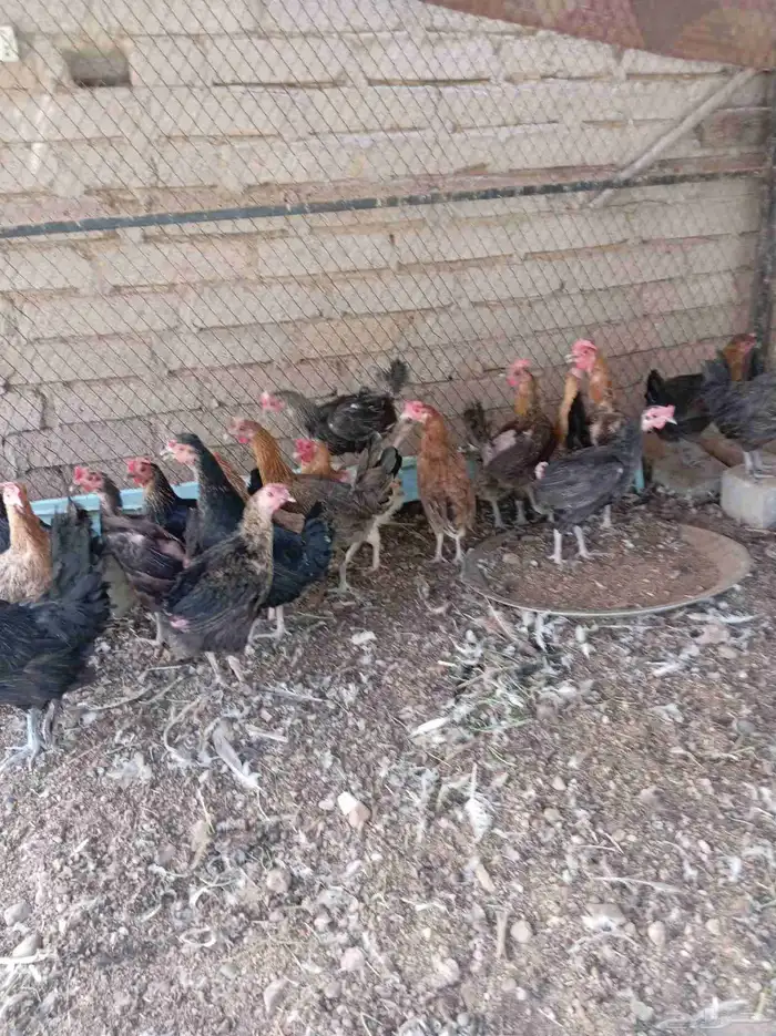 دجاج عربي 9