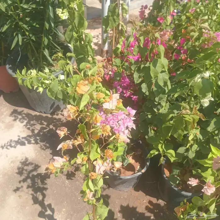 مشتل البستان تنسيق الحدايق وشبكات الرى 5