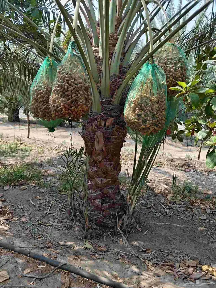 ابوياسين لبيع جميع انواع النخيل البلدي والواشنطن والفسيل 9