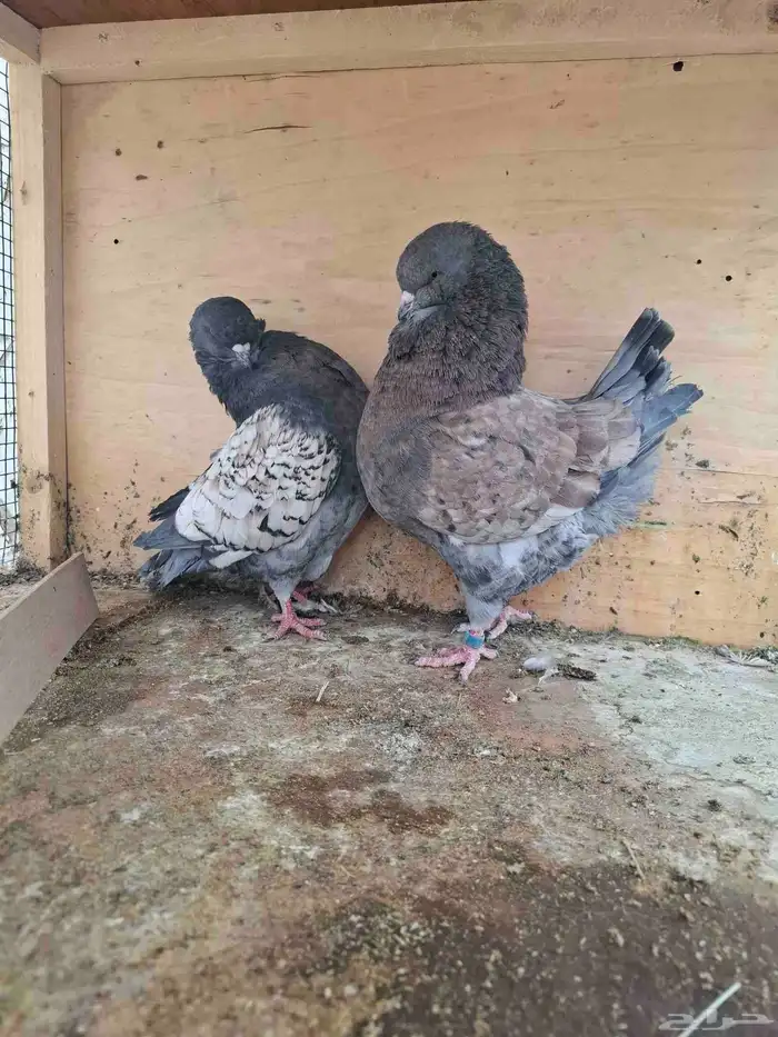حمام للبيع في الزلفي 8