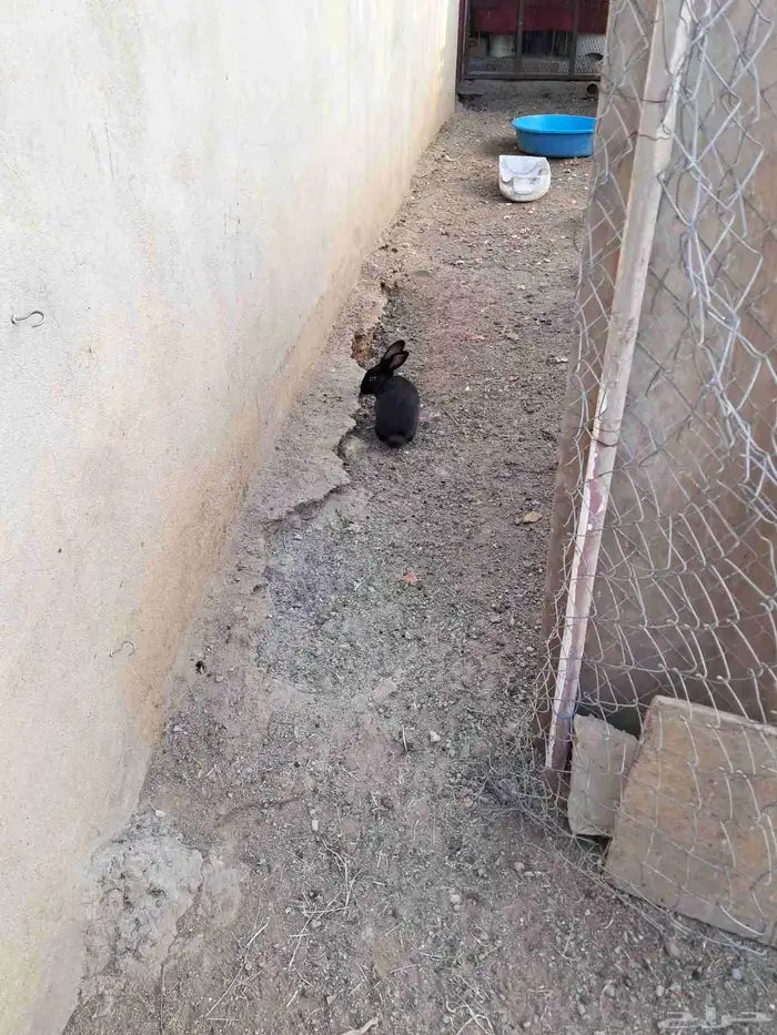 حيوانات للبيع 3