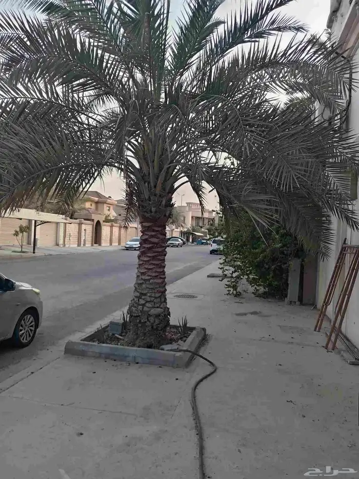 ابوياسين لبيع جميع انواع النخيل البلدي والواشنطن والفسيل 7