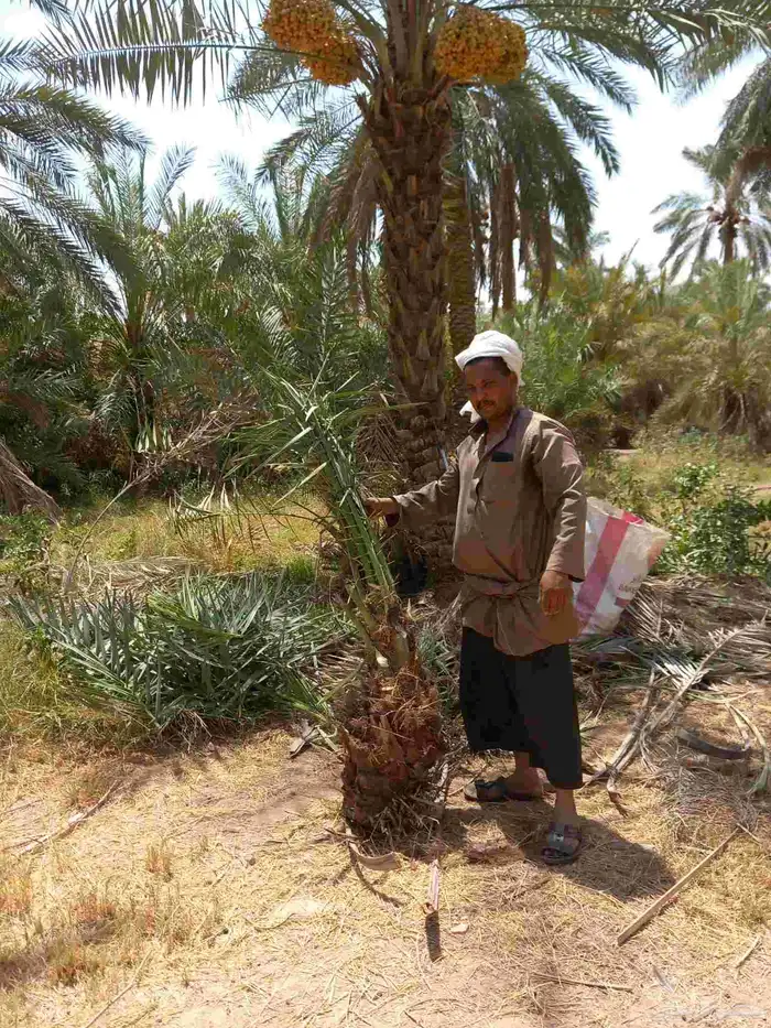 نخيل مثمره للبيع وتوصيل وغرس 3