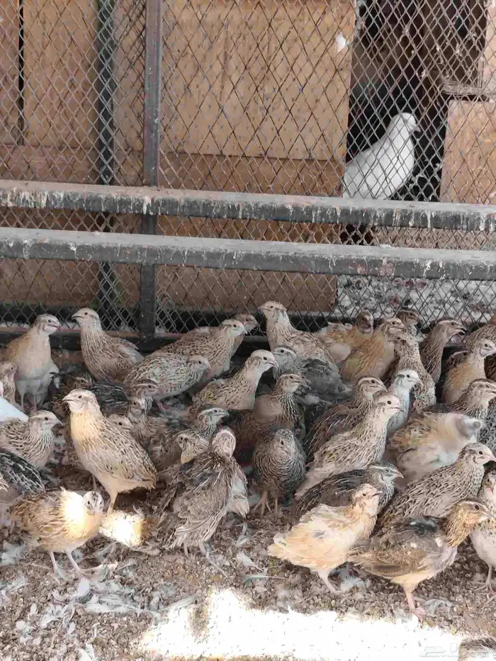 طيور سمان للبيع حي ومذبوح 0
