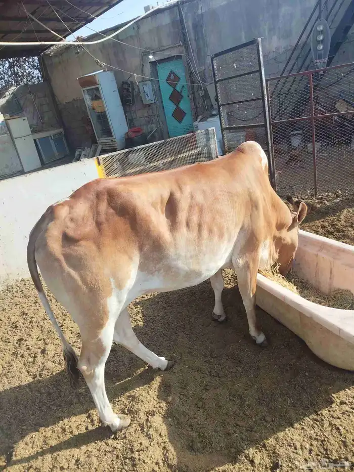بقر للبيع . 2