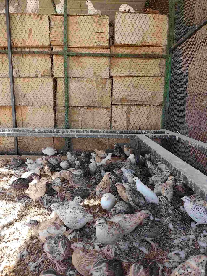 طيور سمان للبيع حي ومذبوح 2