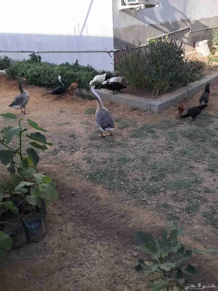 حيوانات للبيع 0