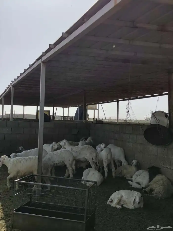 اغنام حريات طليان وتيوس للبيع 0