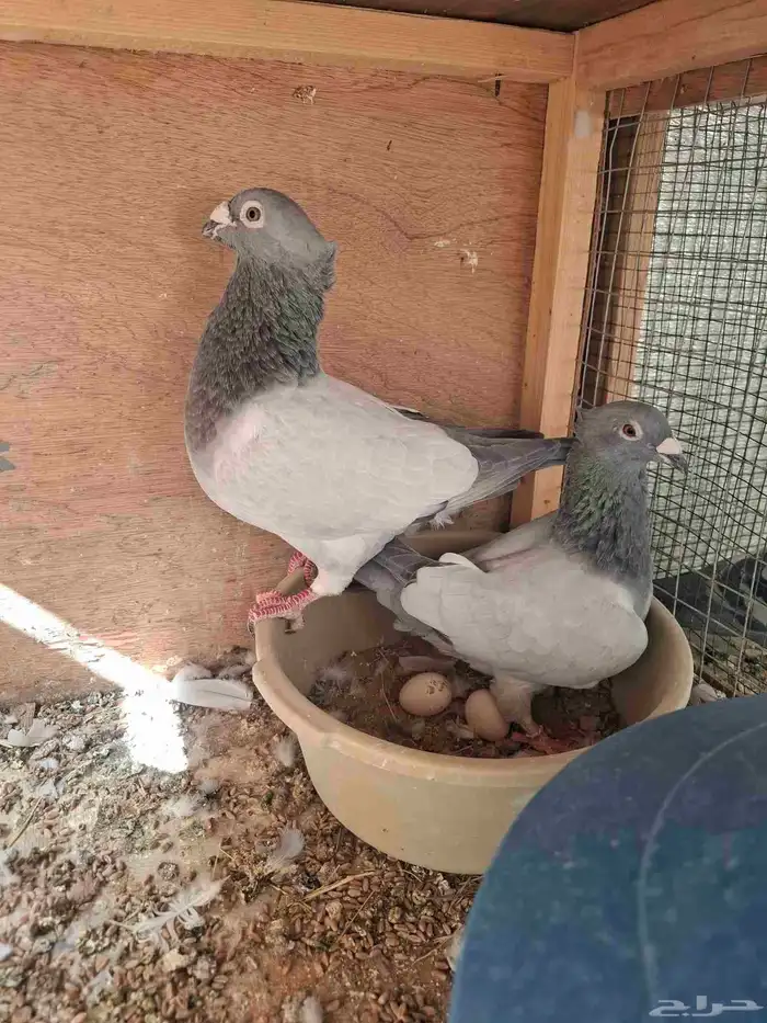 حمام للبيع في الزلفي 3