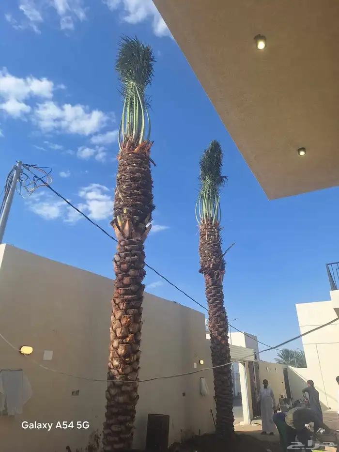 نخل للبيع بجميع أنواعه ومقاسات 0