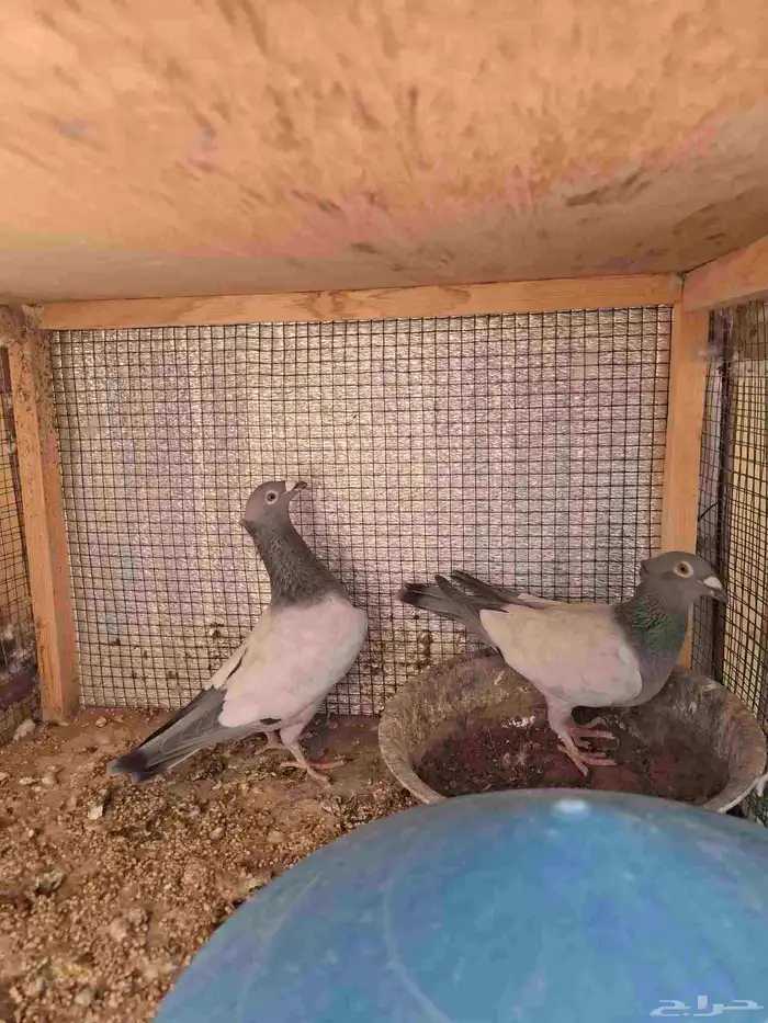 حمام للبيع في الزلفي 1
