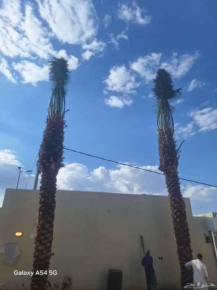 نخل للبيع بجميع أنواعه ومقاسات 2