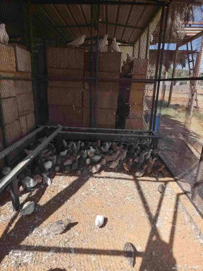 طيور سمان للبيع حي ومذبوح 1