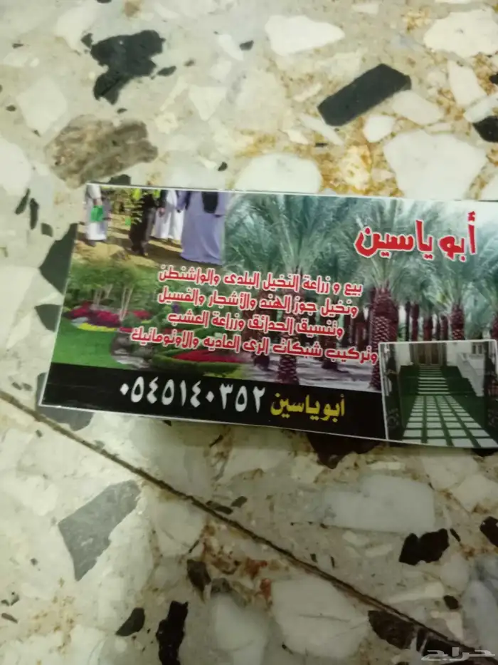 ابوياسين لبيع جميع انواع النخيل البلدي والواشنطن والفسيل 8