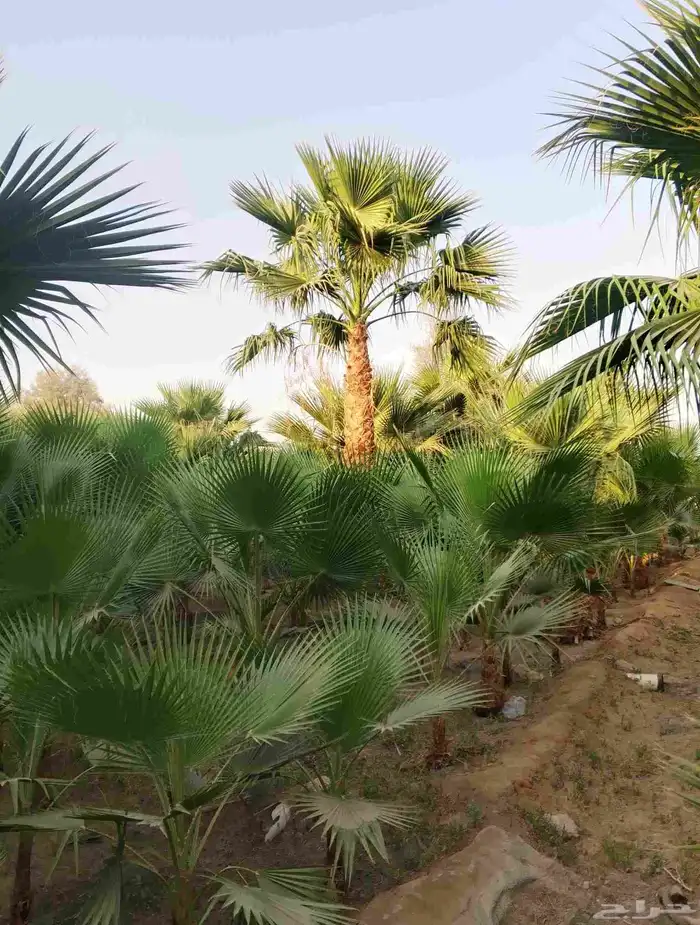 نخل واشنطن زينه درجه اولى وأشجار مختلفة الأنواع 8