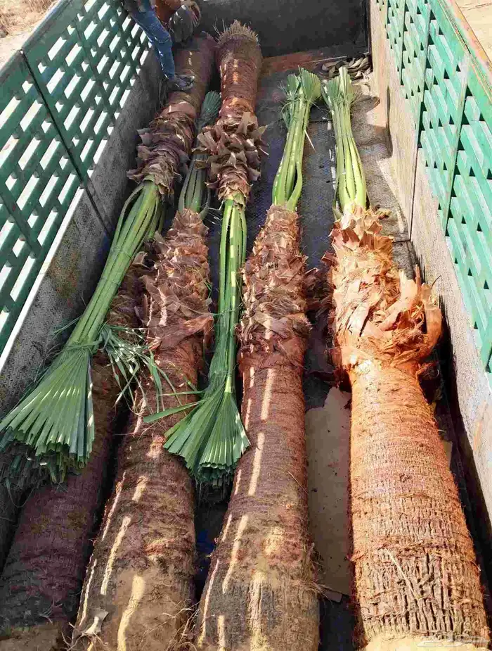 نخل واشنطن زينه درجه اولى وأشجار مختلفة الأنواع 3