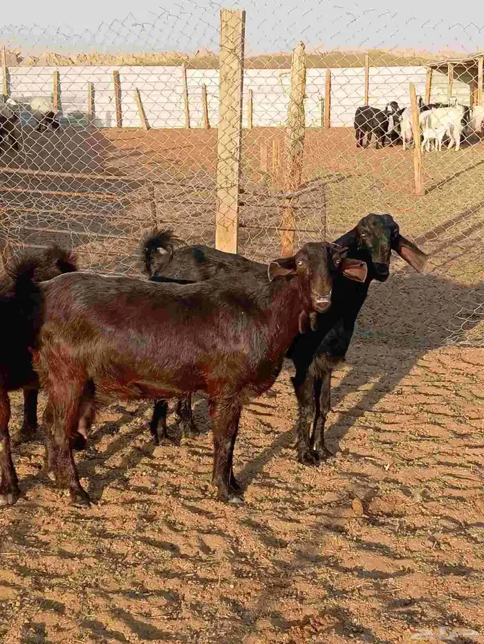 معزا شاميات نوادر دفيع شرط على الفحص 7