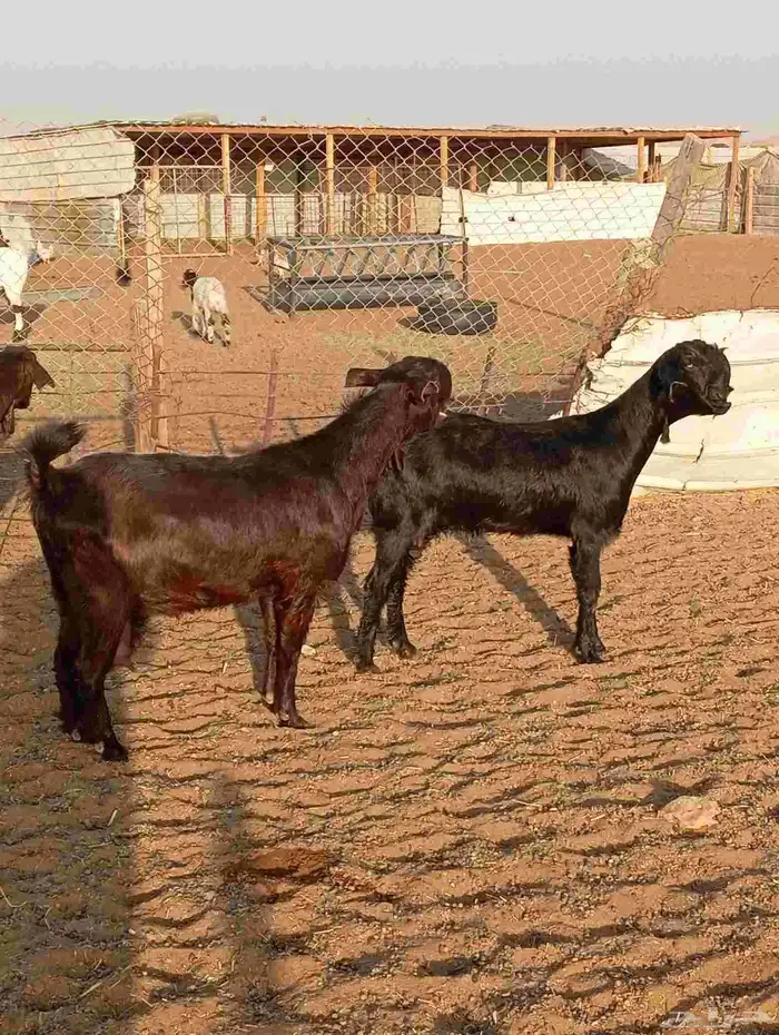 معزا شاميات نوادر دفيع شرط على الفحص 0