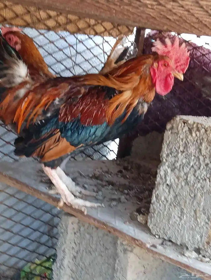 دجاج بلدي للبيع 1