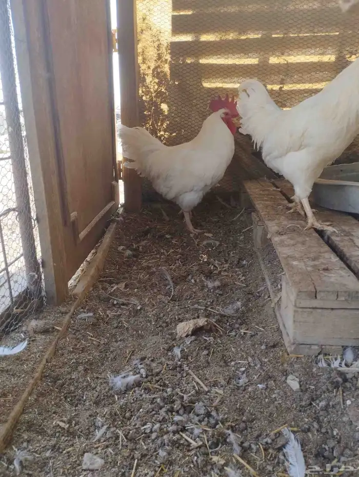 ديوك لوهمان 0