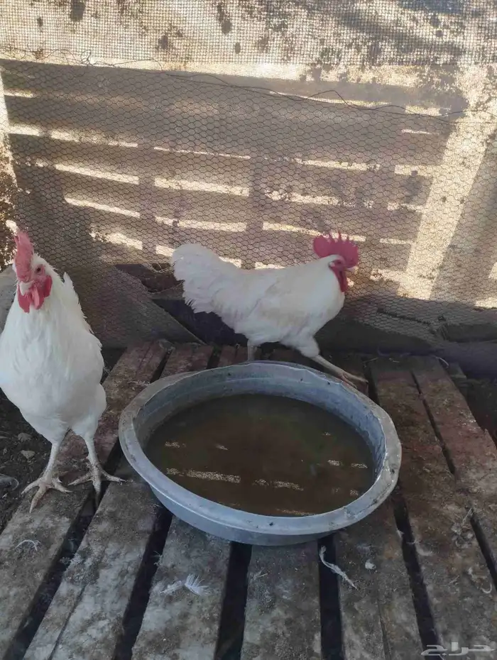 ديوك لوهمان 1