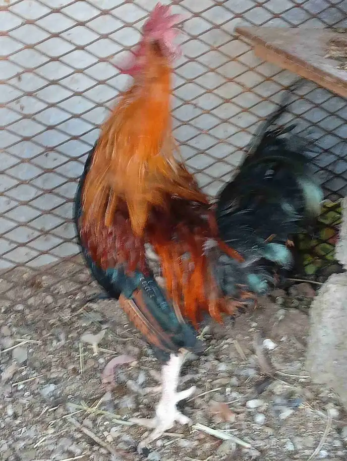 دجاج بلدي للبيع 3