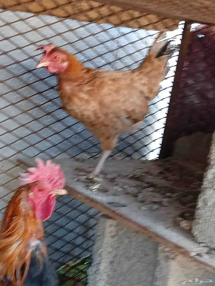 دجاج بلدي للبيع 2
