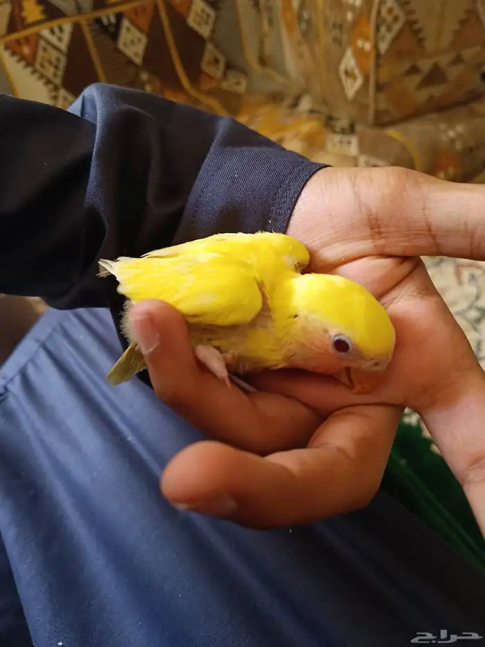 للبيع جوز روز منتج شرط 3