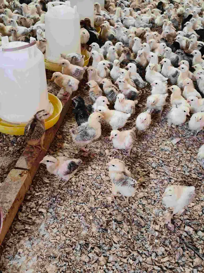 صيصان بلدى 2