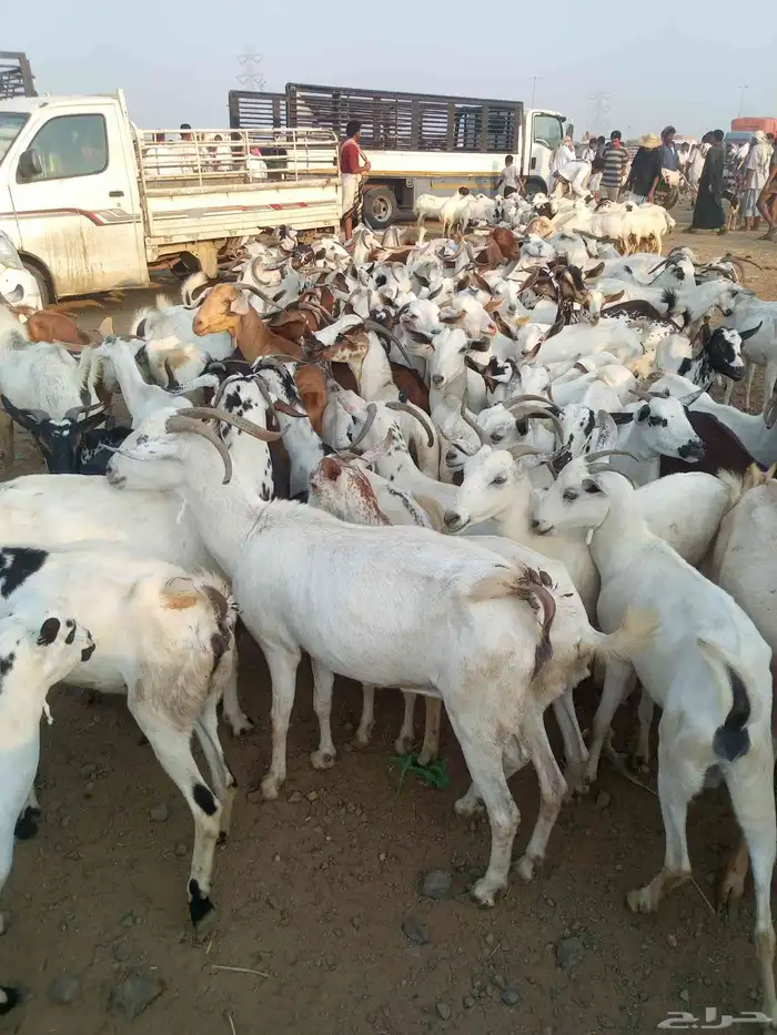 غنم مقاني بلدي العدد 100 اتبع 40 1