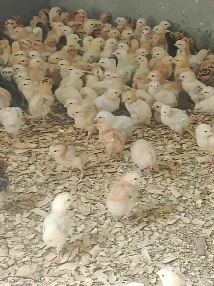 صوص بلدي 2