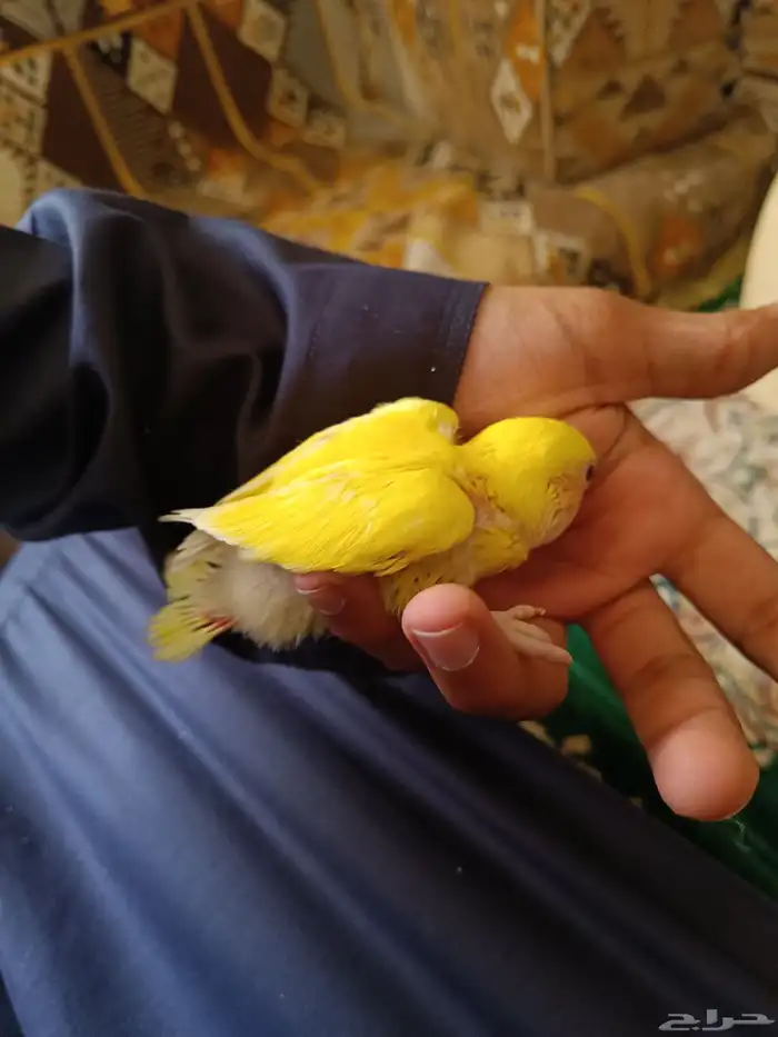 للبيع جوز روز منتج شرط 4