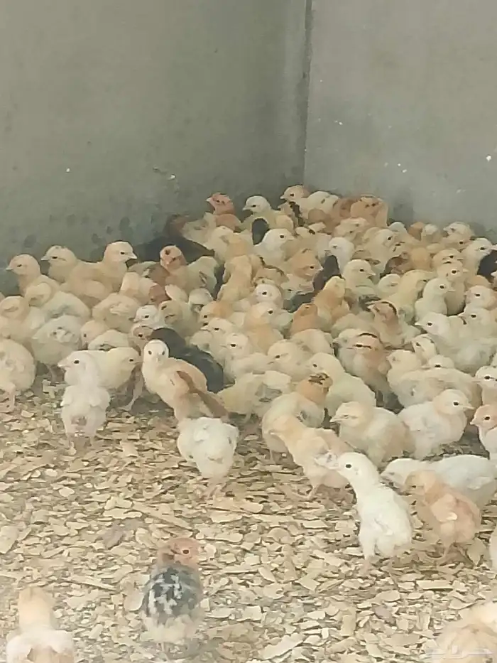 صوص بلدي 0