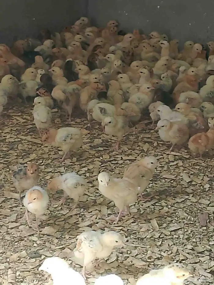 صوص بلدي 7