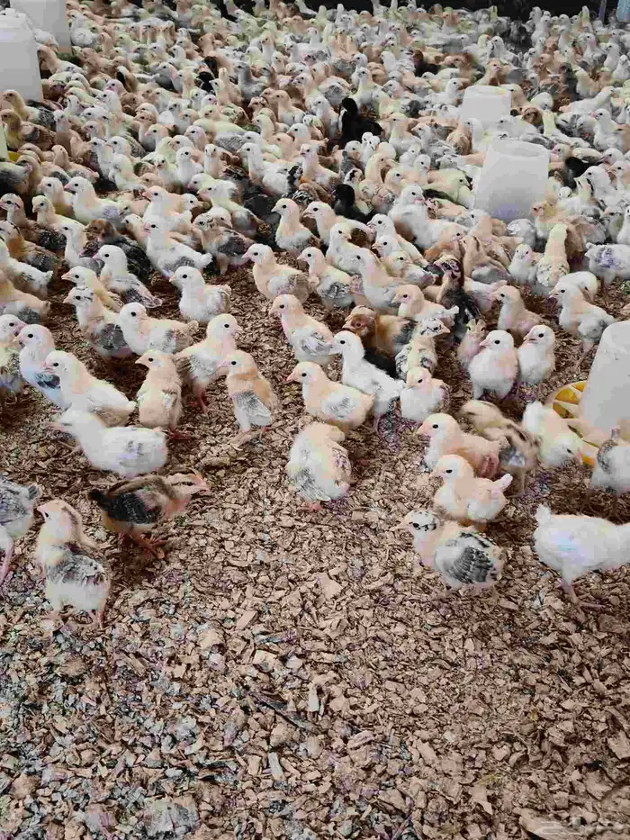 صيصان بلدى 3